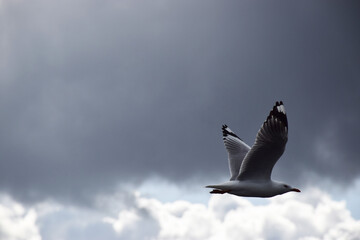A seagull with its wings outstretched