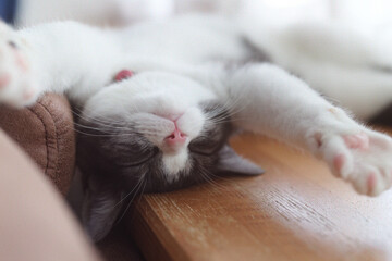 仰向けで寝る猫