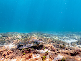 hawksbill sea turtle feeding on coral reef