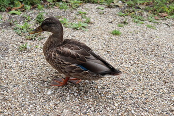 Beautiful Duck, Amsterdam