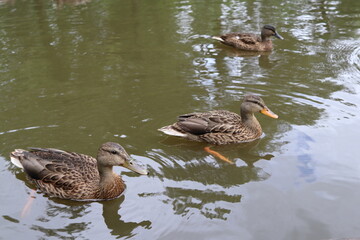Three Ducks on lake, Amsterdam