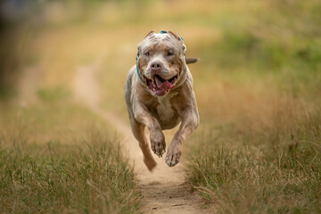 Un chien de race american bully XL dans la nature