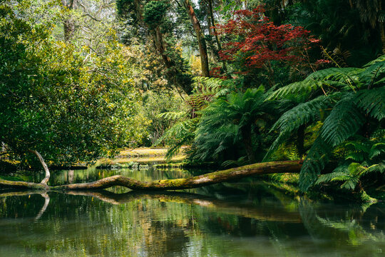 Parque Terra Nostra: A lush botanical garden in Azores, Portugal, where nature's beauty flourishes, offering a tranquil oasis for relaxation and exploration. High quality photo