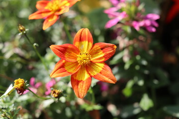 Sun in a Flower, De Huur Amsterdam