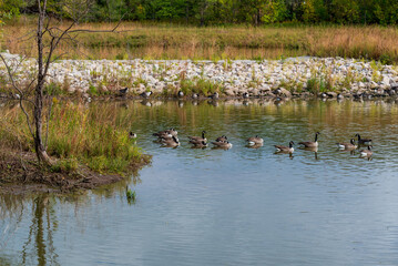 Canada Geese Swimming On The Pond During Fall Migration