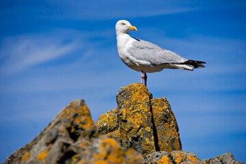 Majestic Gull on Granite Rock: A Stunning Portrait, Bretagne , France