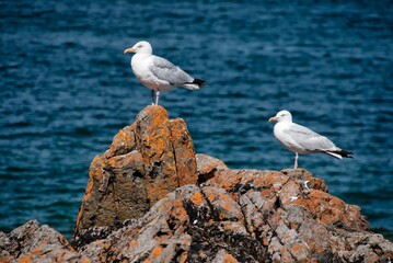 Majestic Gull on Granite Rock: A Stunning Portrait, Bretagne , France
