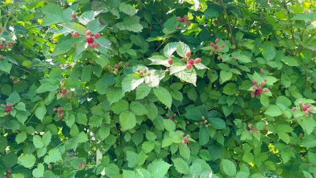 Fresh large blackberry on a branch among lush green leaves ripening in a garden on a sunny day. Business concept of growing ecological berries for sale in markets