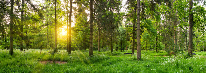 Fototapeta na wymiar Green woods panorama at sunrise with sun flare