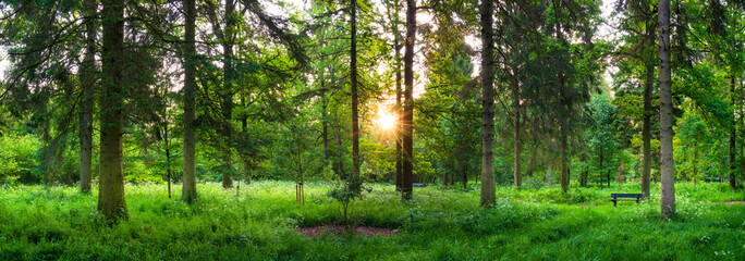 Green woods panorama at sunrise with sun flare
