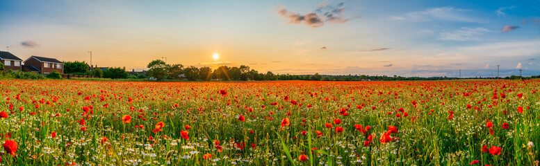 Red poppy flowers field at sunset 