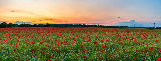 Red poppy flowers field at sunset 