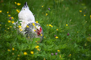 Freiland Henne artgerechte Haltung Bio Kr&auml;uterwiese