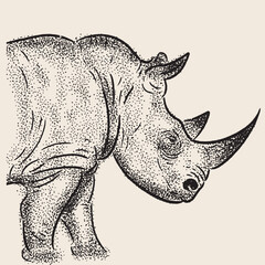 rhino illustration