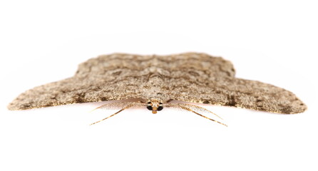 Moth with comb-like antennae and two spot isolated on white, Europe - obrazy, fototapety, plakaty