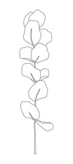Leaf illustration of a eucalyptus plant. It is native to Australia, and the leaves are mainly used to make herbal tea or essential oil, and the wood is used for building materials or utensils.