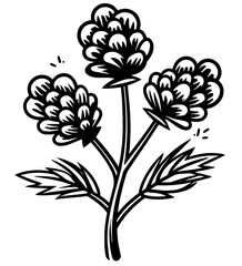 Cones spruce pine cedar Siberia forest Taiga raspberry blackberry coniferous needles