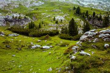 landscape with rocks and trees
