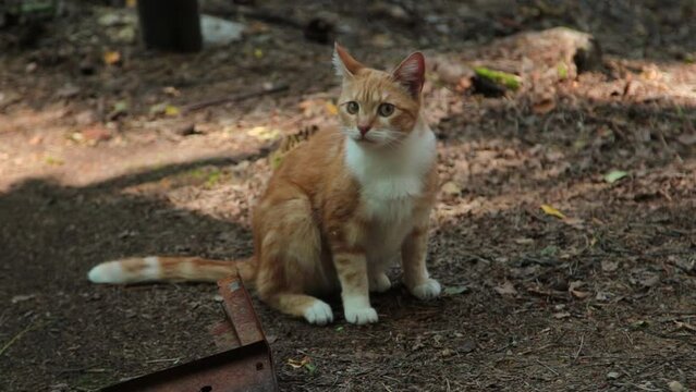 A small cute red stray kitten from the street looks around frightened and turns to the camera and runs away on the ground