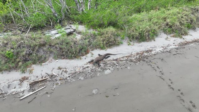 A Komodo dragon, Varanus komodoensis, lies on a remote beach in Komodo National Park, Indonesia. This endemic species is the largest extant lizard on Earth, growing to 3 meters in length.