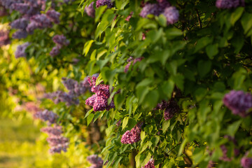 Big lilac branch blooming at sunset. Bright blooms of spring lilacs bush. Blue lilac flowers close-up on blurred background. Bouquet of purple flowers