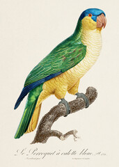Vintage parrot illustration. Zoologically detailed French depiction (circa 1805)  © The Nature Notes