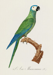 Vintage parrot illustration. Zoologically detailed French depiction (circa 1805) 