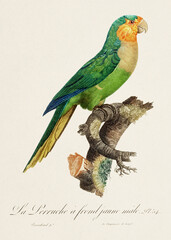 Vintage parrot illustration. Zoologically detailed French depiction (circa 1805) 