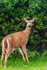 Nature's tasty treats