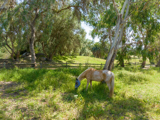 Horse in tranquil summer field eating grass