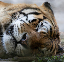 tigre de zoológico
