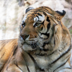 Naklejka premium tigre de zoológico 