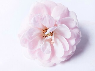 Close up of A beautiful pink rose on a white background. Luminous and fresh. Petals piled up a lot. The flowers bloom so pretty