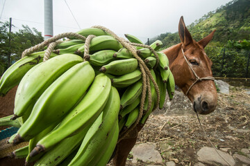 Musa x paradisiaca - Mule with load of green bananas in Colombian agricultural plantation