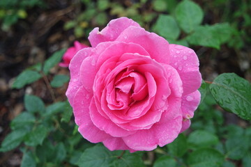 Bright Pink Rose Flower With Water Drops