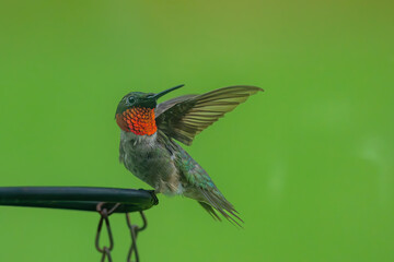 hummingbird on a branch