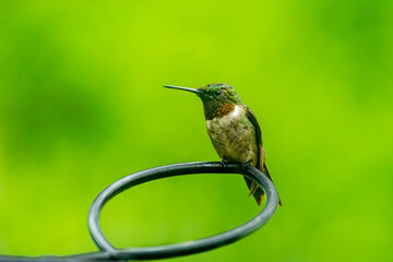Hummingbird Perched