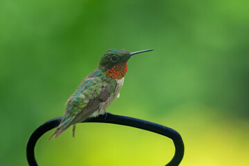 hummingbird on a branch