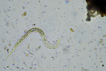 bacterial feeding soil nematode in a soil sample under the microscope