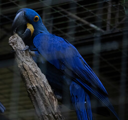 aves em cativeiro