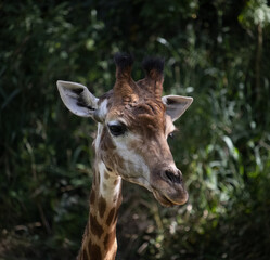 Girafa de Itatiba