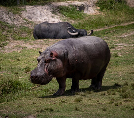 Hipopotamo de Itatiba