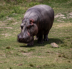 Hipopotamo de Itatiba