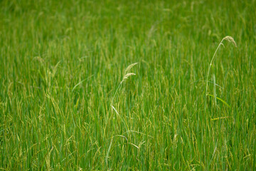 jasmine rice rice field green grass asian food as a staple food