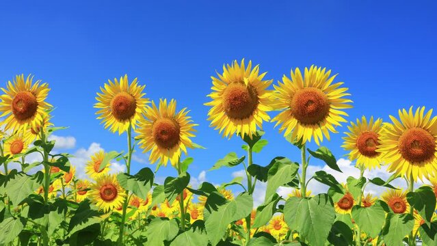 field of sunflowers in the summer