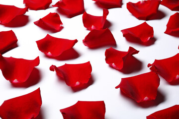 Beautiful red rose petals on white background, closeup