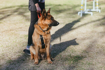 male German shepherd sitting next to his trainer in the dog training park