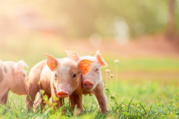 Piglets on the meadow ,pig farming industry fattening pigs for consumption of meat , Pork is the food of the world's population. © puwanai8039