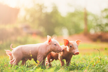 Piglets on the meadow ,pig farming industry fattening pigs for consumption of meat , Pork is the food of the world's population.