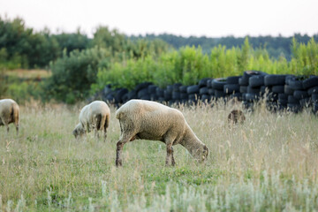 Obraz premium Many beautiful sheep grazing on pasture. Farm animal